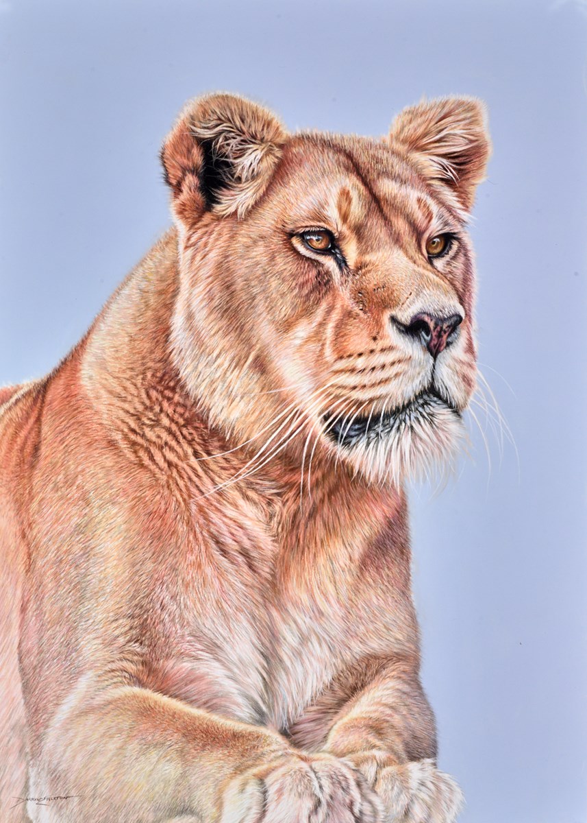 Lioness Resting